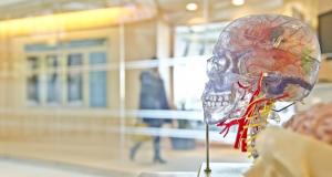 Spécialisation psy : neuropsychologue
