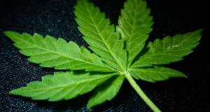 Le secteur assuétudes en faveur d'une réglementation du cannabis 