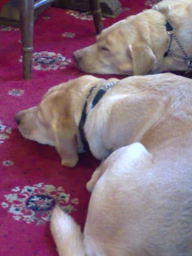 Les chiens d'aveugles admis partout