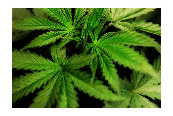 Cannabis : fin de la tolérance aux Pays-Bas