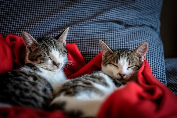 Les animaux à l'hôpital... pour la thérapie