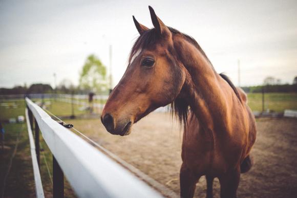 Quand le cheval participe à la thérapie