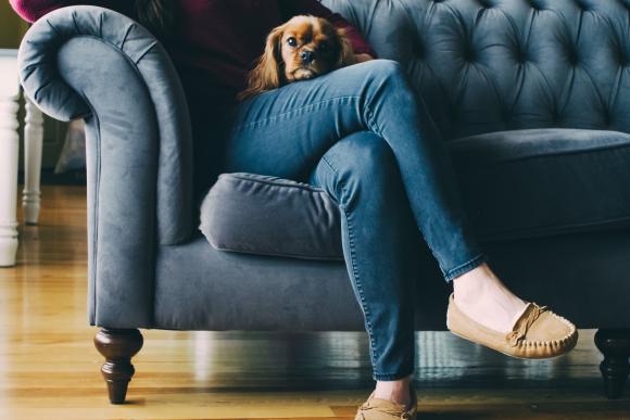 Des chiens accompagnent les personnes handicapées