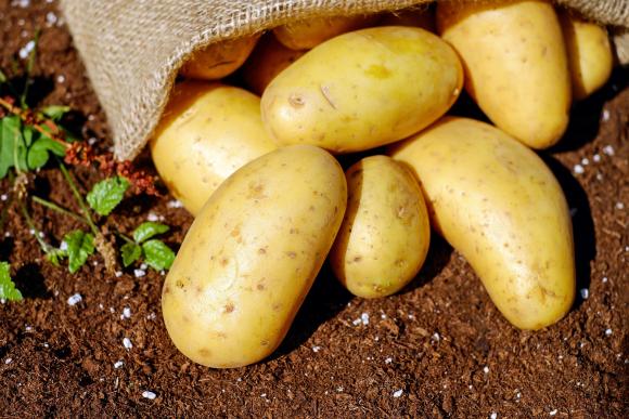 100 tonnes de patates à la disposition de l'aide alimentaire wallonne