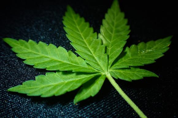 Le secteur assuétudes en faveur d'une réglementation du cannabis