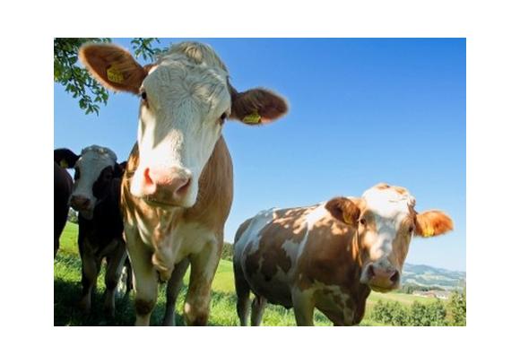 Les Fermes d'Insertion Sociale dans le dernier cahier Labiso
