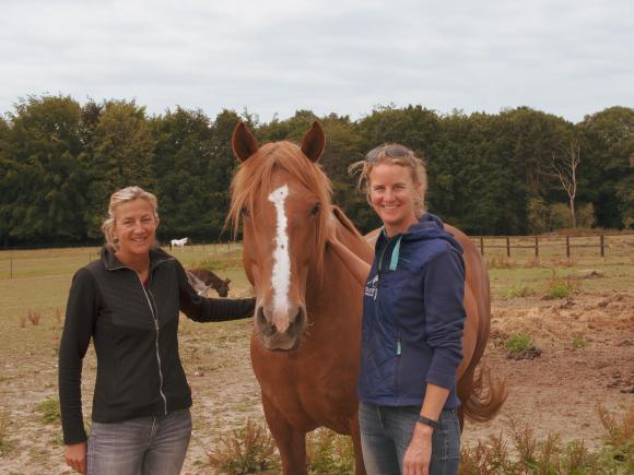 Hippothérapie: les chevaux pour aider le patient à se libérer